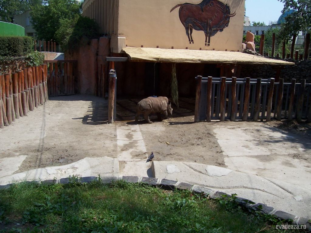 Zoo Budapesta | 1